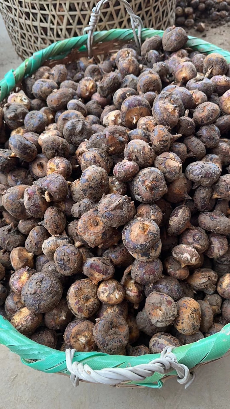 荆门毛李马蹄大跌价，大跌价了！质量保证，价格美丽！