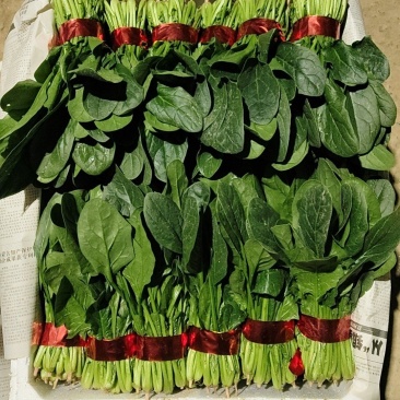 万亩菠菜基地精品小把菠菜天天大量供应，欢迎新老客户光临