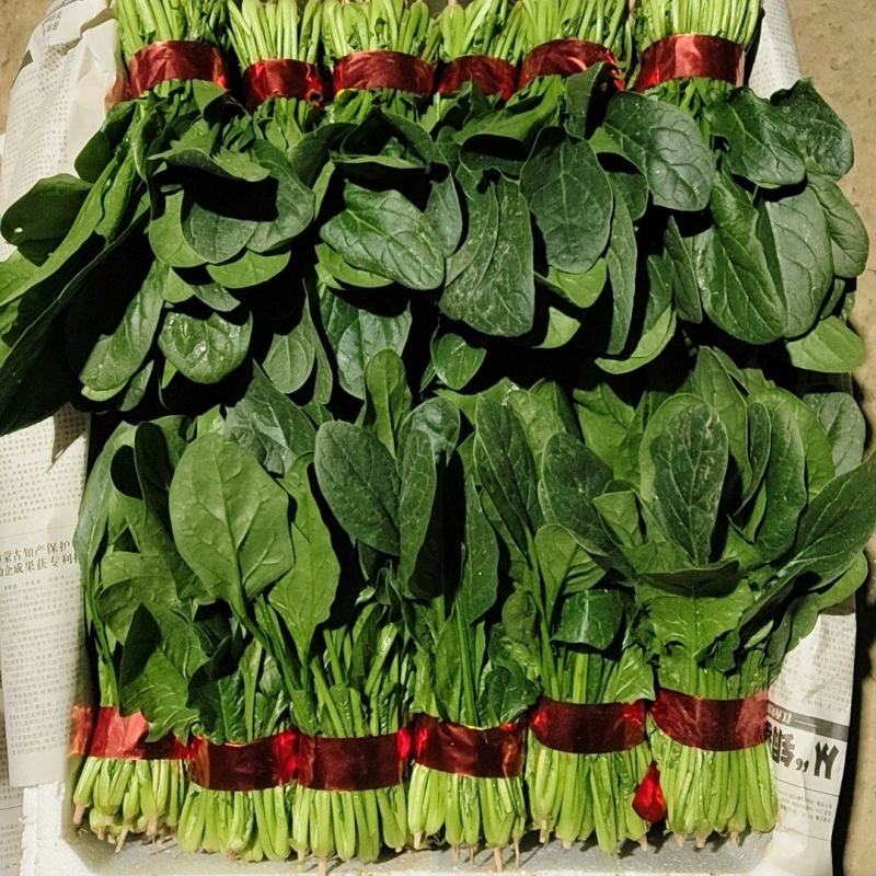 万亩菠菜基地精品小把菠菜天天大量供应，欢迎新老客户光临