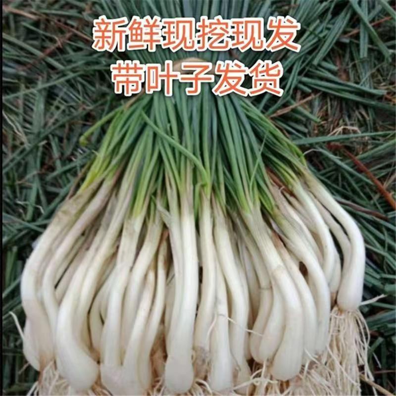 广东荞头带叶带根须新鲜藠头现挖