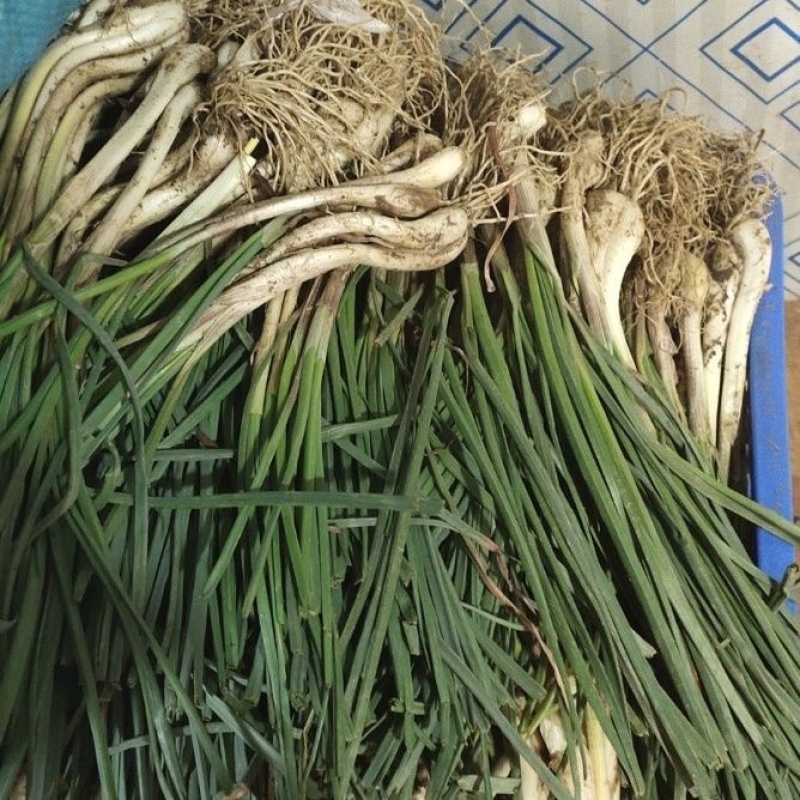 广东荞头带叶带根须新鲜藠头现挖