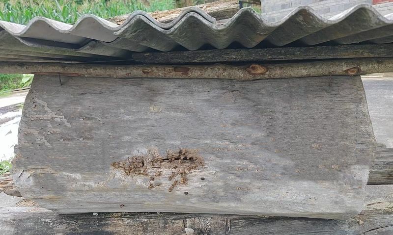 秦岭农户土蜂蜜
