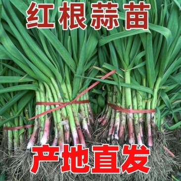 湖南红皮蒜苗产地直发，质量三包，品质保证，一手货源