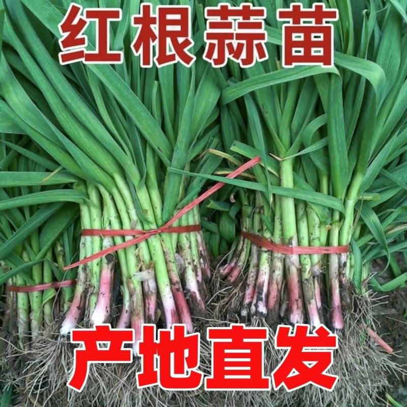 湖南红皮蒜苗产地直发，质量三包，品质保证，一手货源