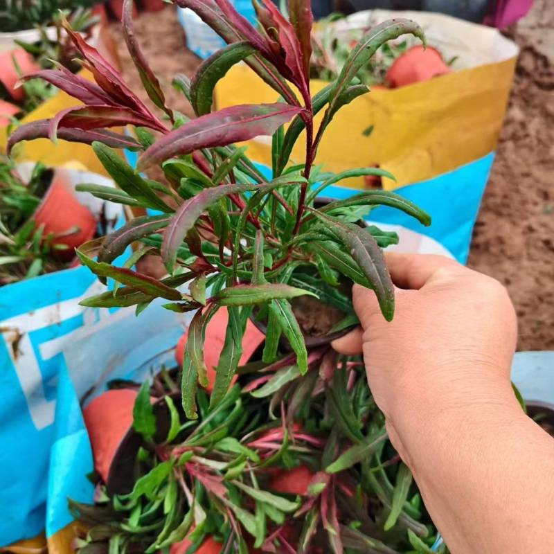 绿化苗木山桃草批发基地！山桃草耐寒耐旱极强！适合庭院花园