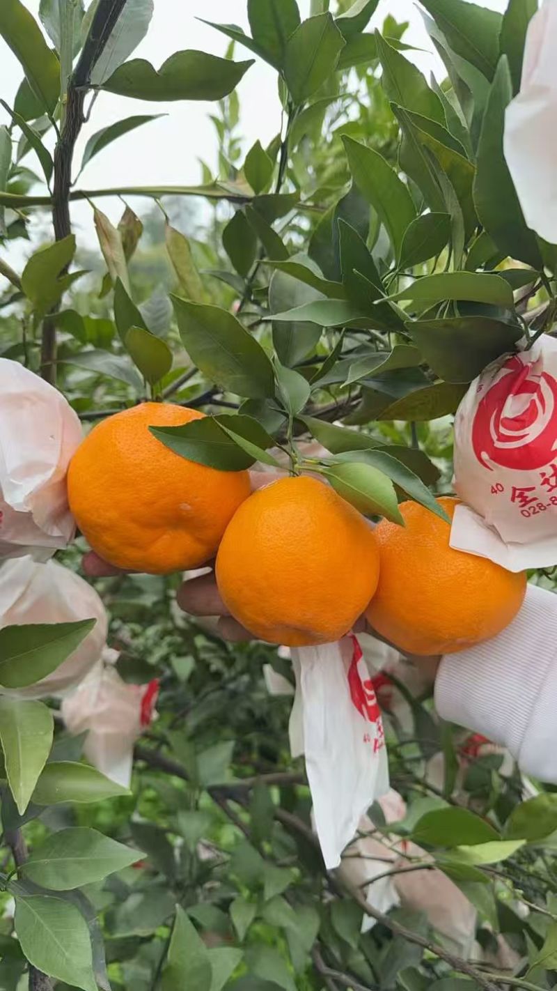 实力四川耙耙柑/资中春见柑桔/产地直发口感甜品质保证