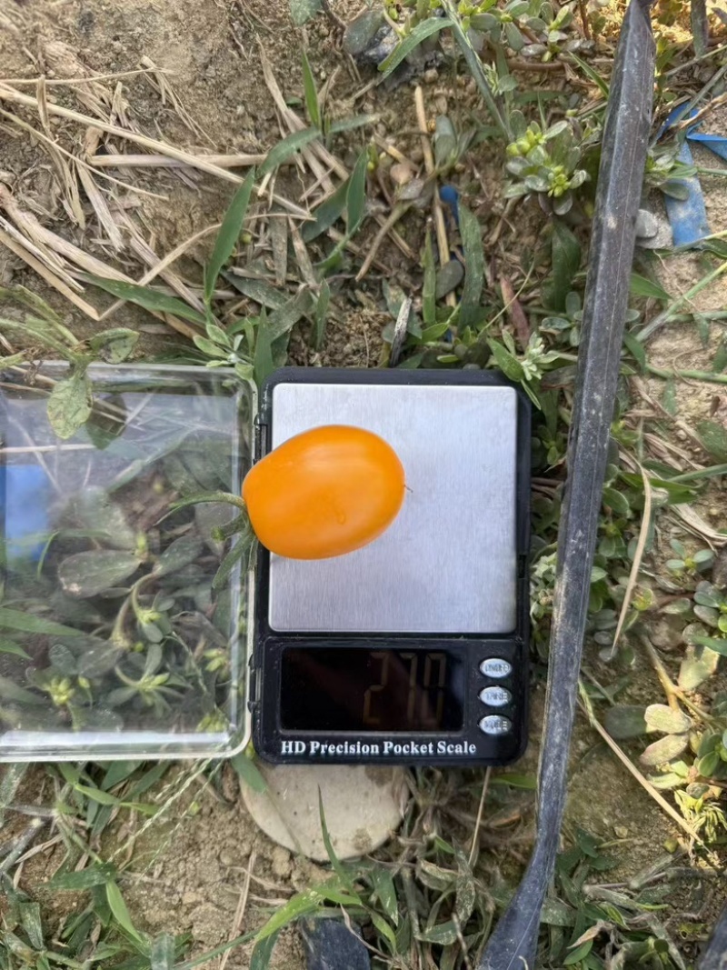 电白圣女果香芒皇后