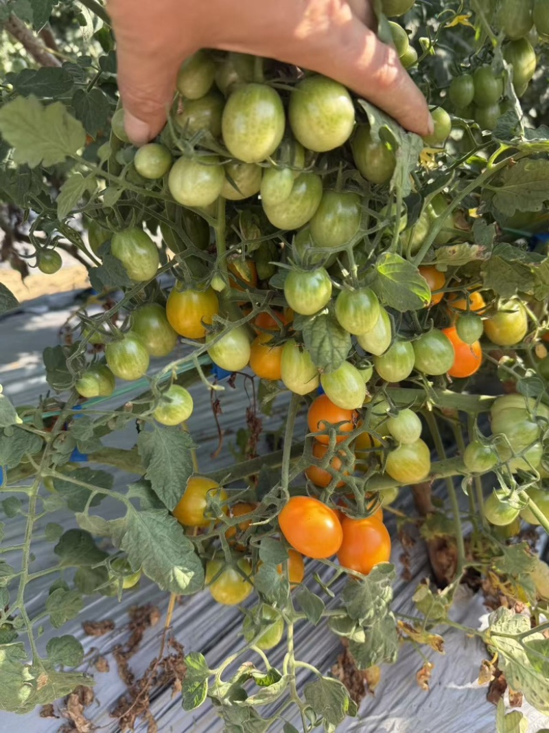 电白圣女果香芒皇后