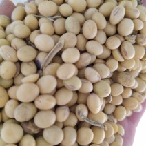 杂花豆毛粮，蛋白44左右！净粮也可以，合适各种豆制品加工