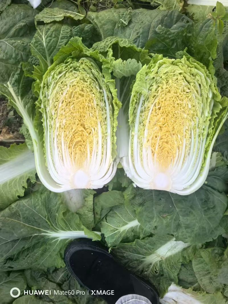 湖南黄心大白菜量大从优保质保量基地直供全国发货