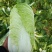 湖南黄心大白菜量大从优保质保量基地直供全国发货