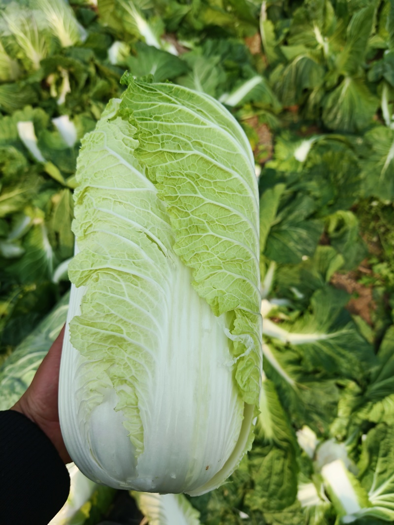 湖南黄心大白菜量大从优保质保量基地直供全国发货