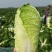 湖南黄心大白菜量大从优保质保量基地直供全国发货