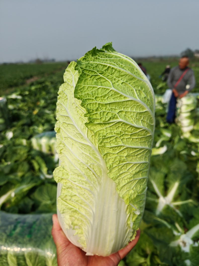 湖南黄心大白菜量大从优保质保量基地直供全国发货