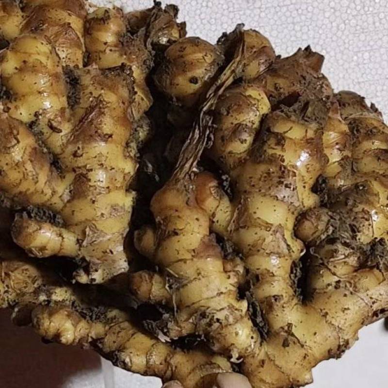贵州二黄姜饱满，辣味十足，颜色纯正