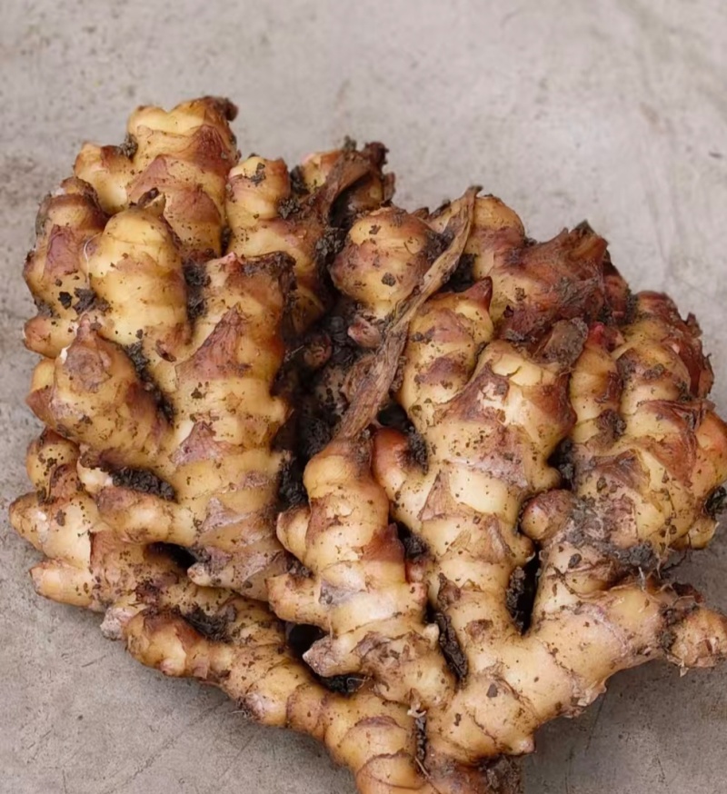 贵州二黄姜饱满，辣味十足，颜色纯正