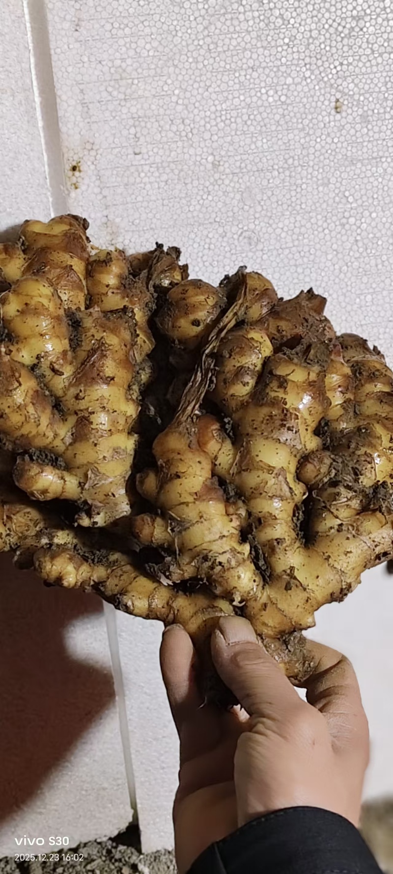 贵州二黄姜饱满，辣味十足，颜色纯正