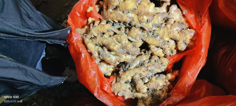 贵州二黄姜饱满，辣味十足，颜色纯正