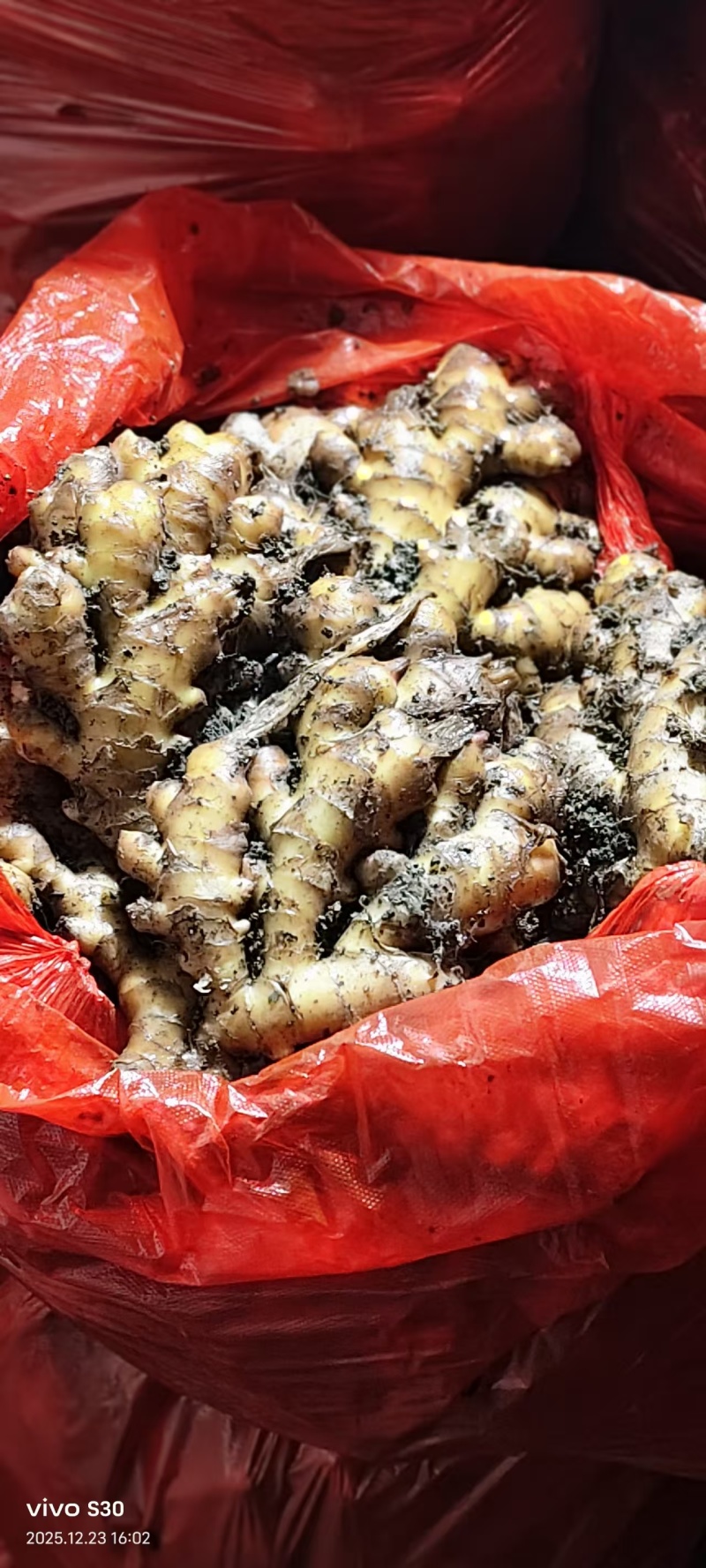 贵州二黄姜饱满，辣味十足，颜色纯正