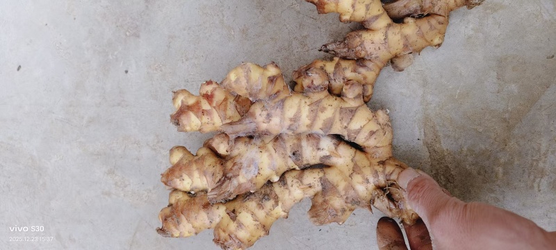 贵州二黄姜饱满，辣味十足，颜色纯正