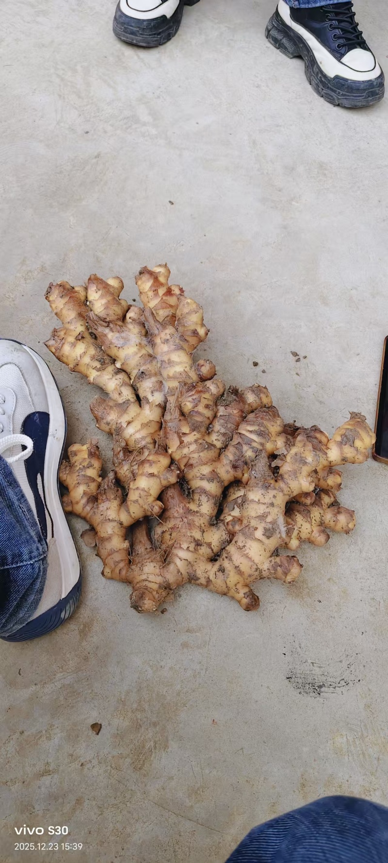 贵州二黄姜饱满，辣味十足，颜色纯正