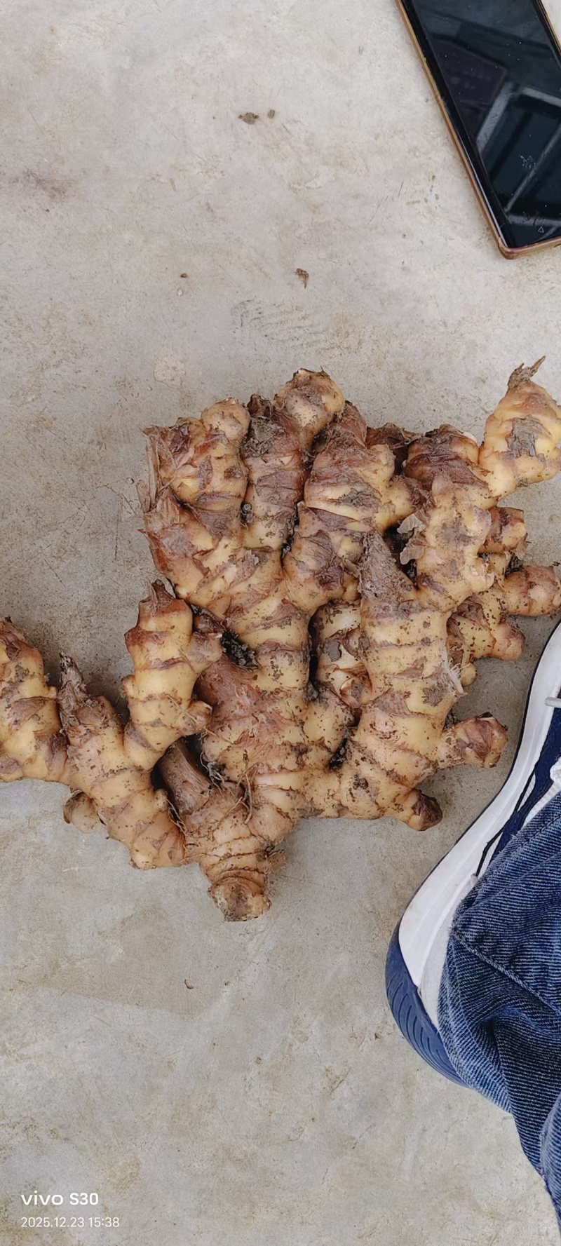 贵州二黄姜饱满，辣味十足，颜色纯正