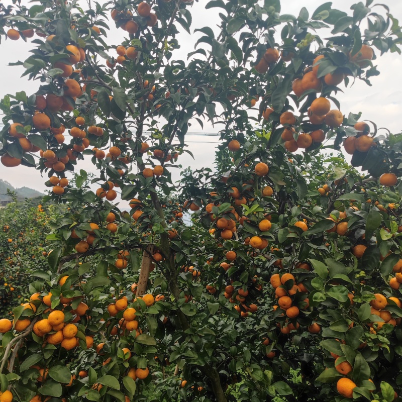 荔浦砂糖橘，规格35起，市场果、电商果规格齐全，产地直发