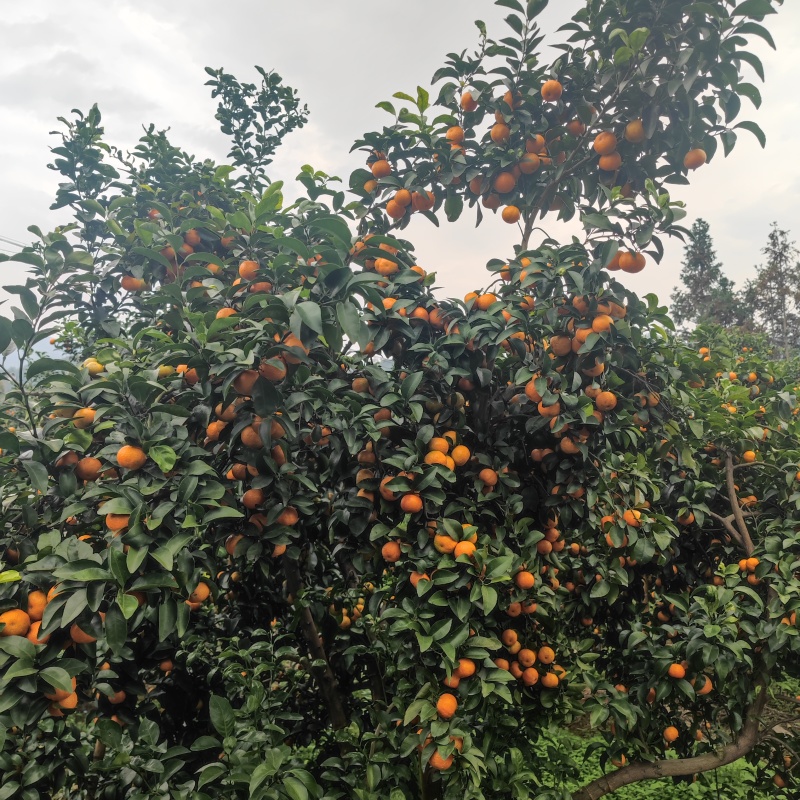 荔浦砂糖橘，规格35起，市场果、电商果规格齐全，产地直发