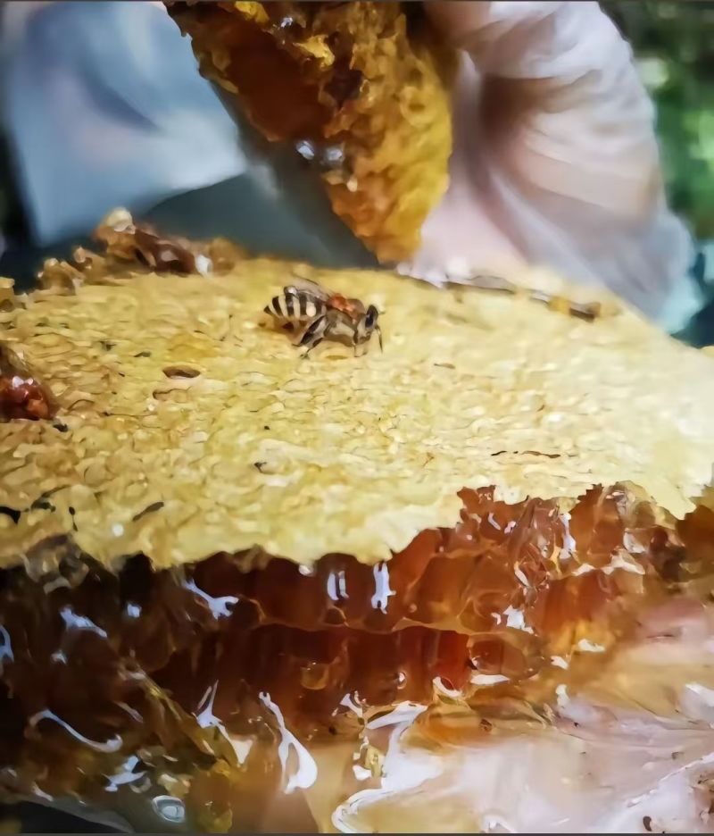 ***高山蜂蜜
