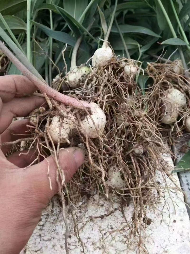 精品黄精种当不倒苗黄精种苗老虎姜种苗