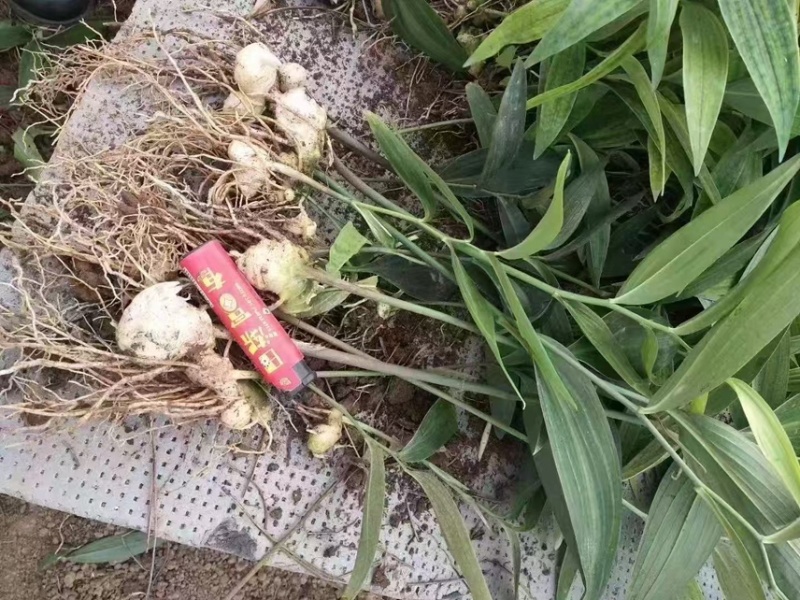 精品黄精种当不倒苗黄精种苗老虎姜种苗