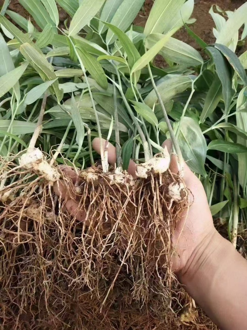 精品黄精种当不倒苗黄精种苗老虎姜种苗