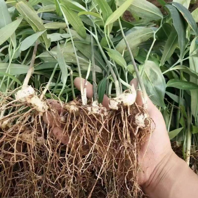 精品黄精种当不倒苗黄精种苗老虎姜种苗