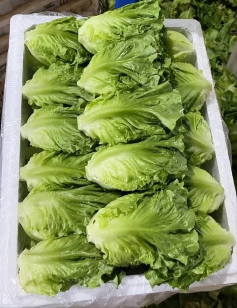 A级意大利生菜