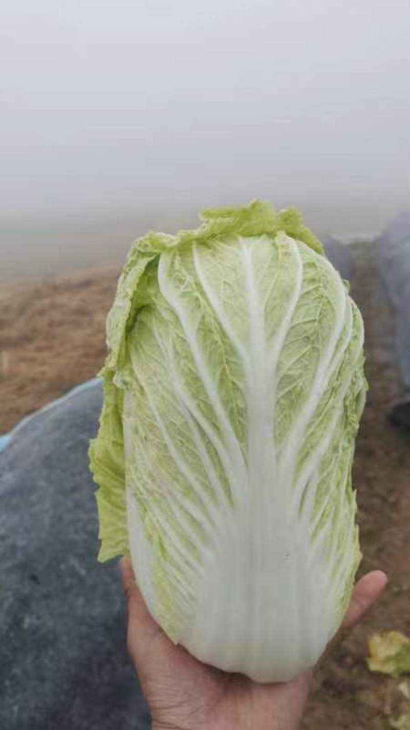河南产地大白菜，产地直发品质保证，承接各大市场商超配送
