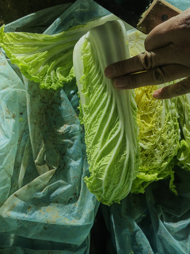 河南产地大白菜，产地直发品质保证，承接各大市场商超配送