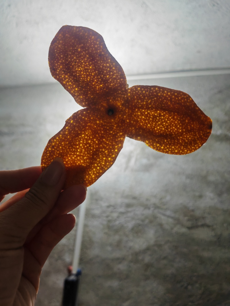 陈皮