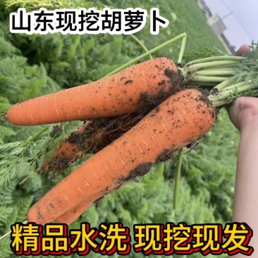 精品胡萝卜，一手货源，保质保量，可对接各大批发市场，诚信经营