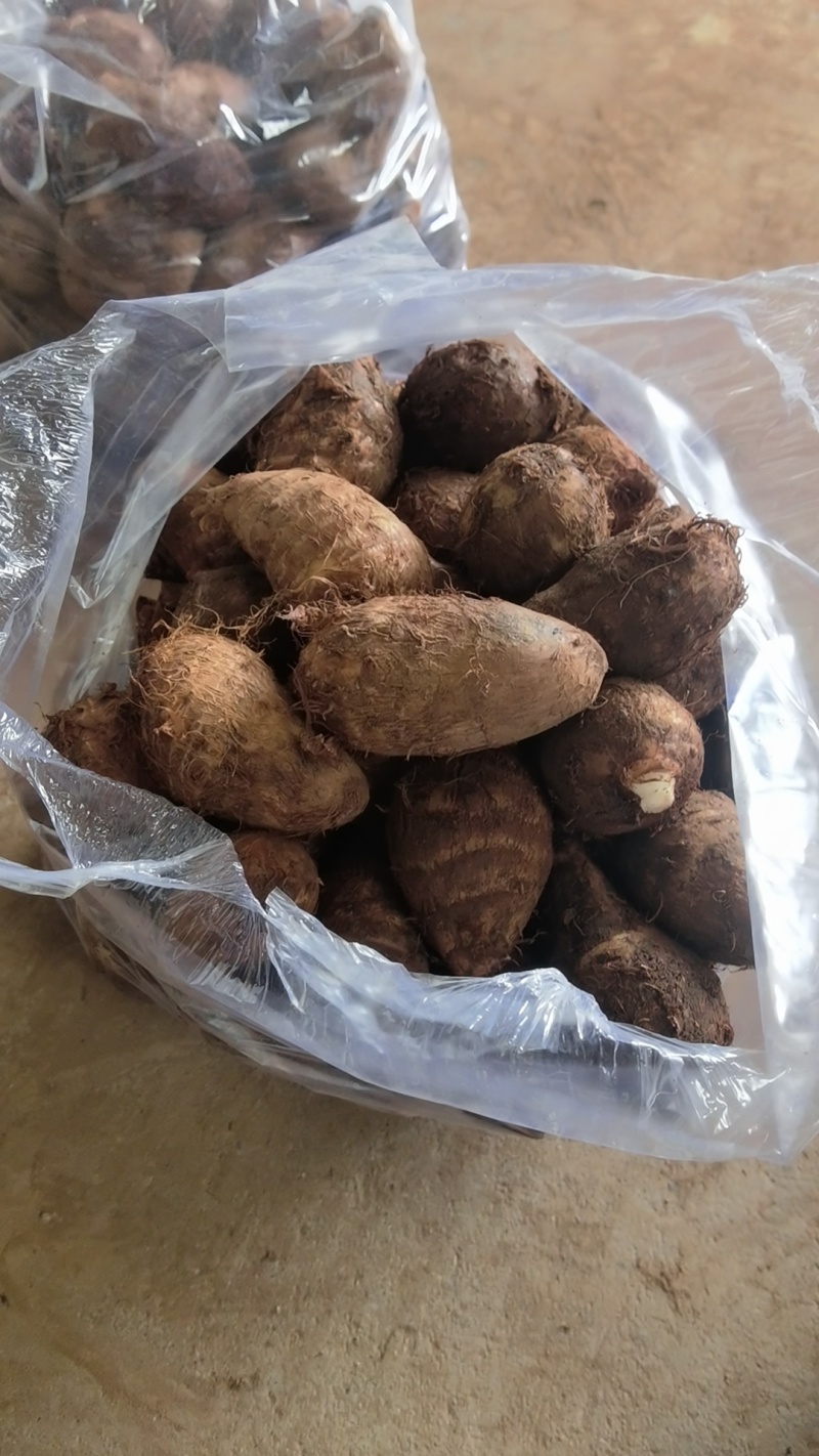 云南芋儿，洗芋儿大量供应