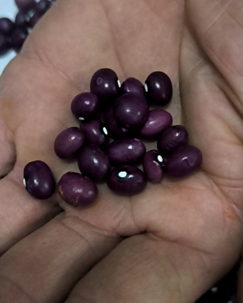 紫砂芸豆联系方式:***********