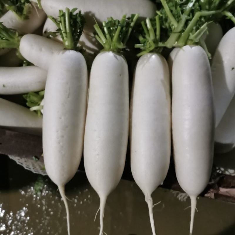 白萝卜大量供应，全国发货，量大从优，可视频看货，保质保量