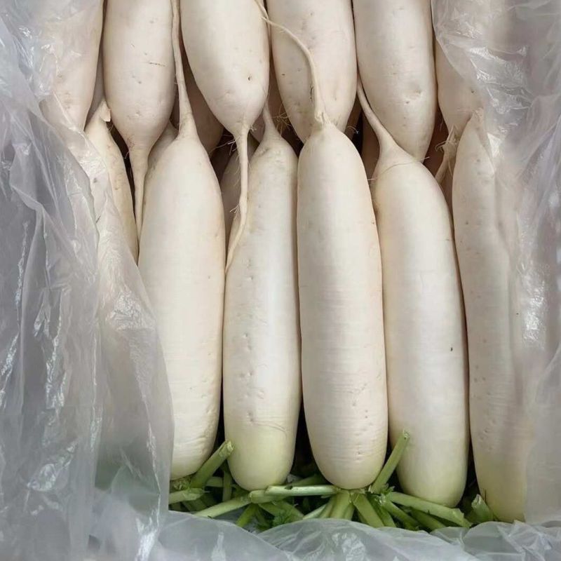 白萝卜大量供应，全国发货，量大从优，可视频看货，保质保量