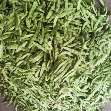 一点红油豆角基地直发品种保证诚信经营欢迎来电