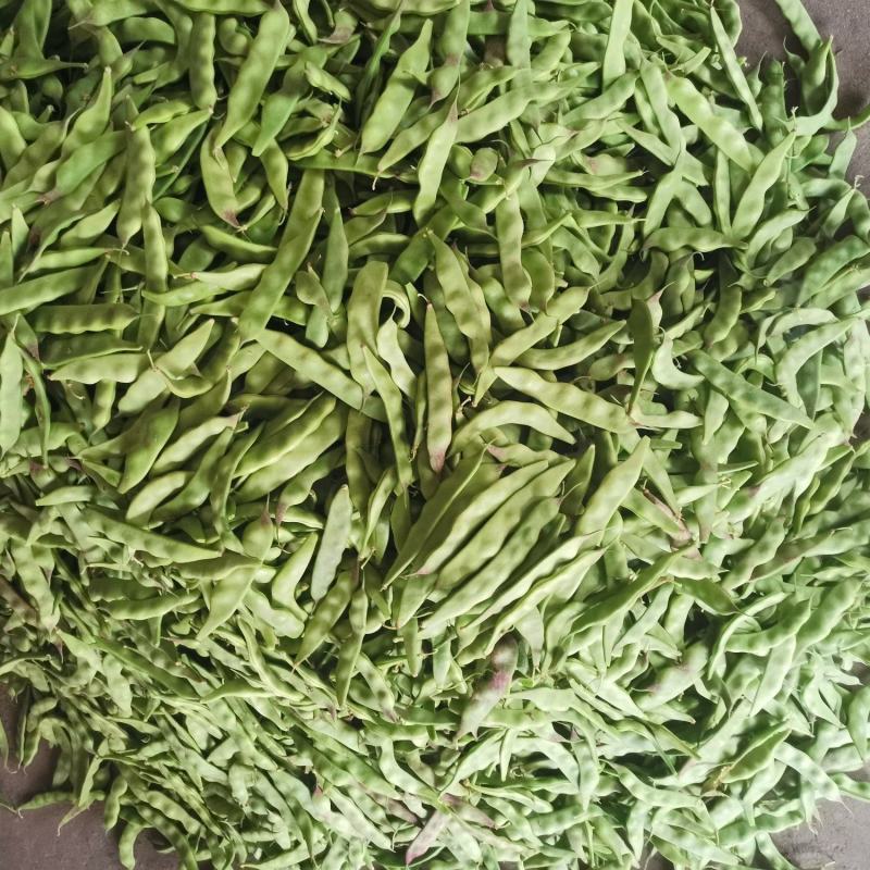 一点红油豆角基地直发品种保证诚信经营欢迎来电