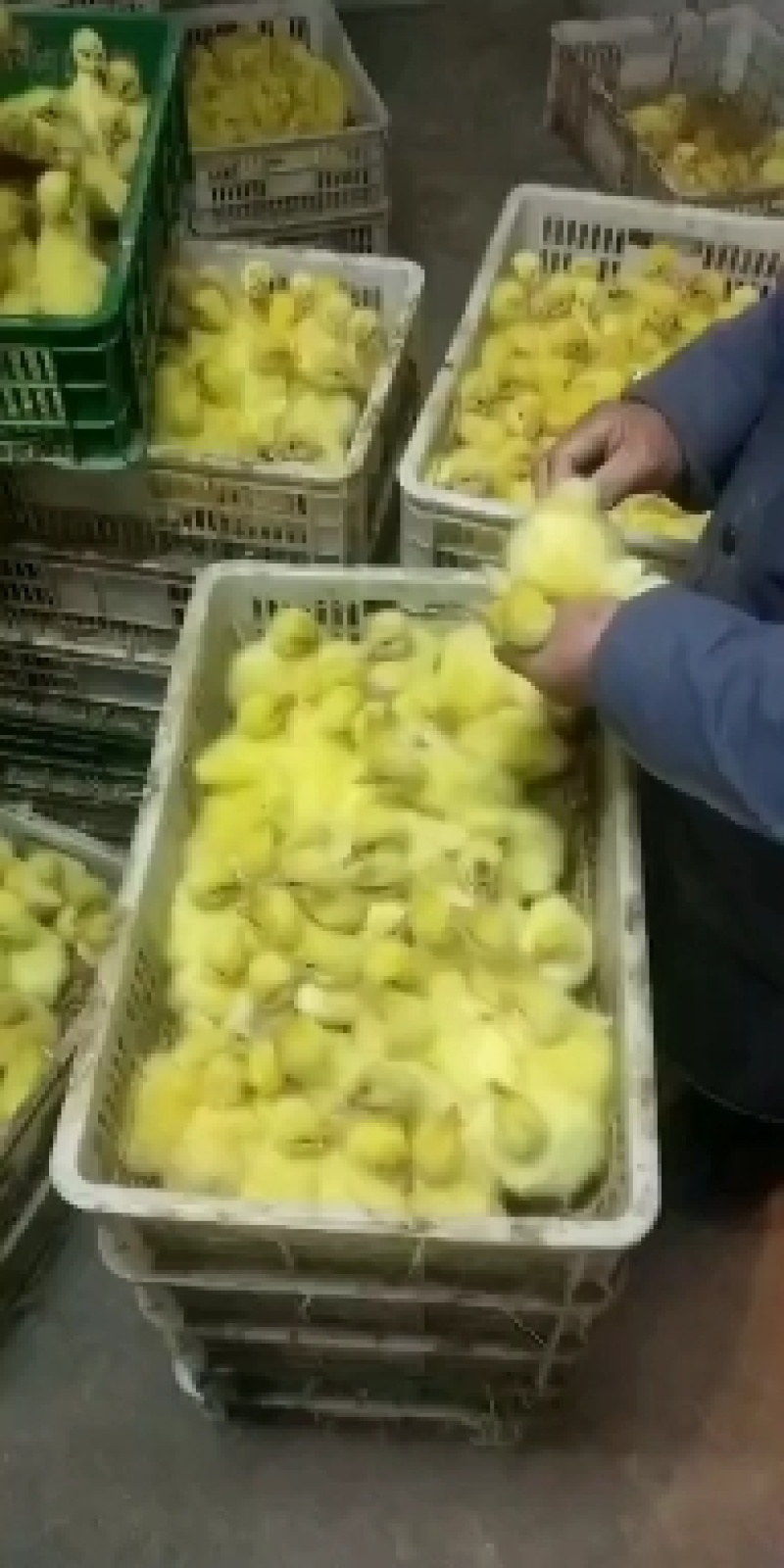 正宗五龙鹅苗产蛋王百子鹅苗打好疫苗发货满1000送50只