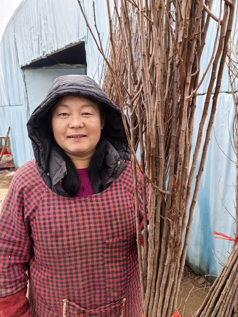 鸡心果苗山东临沂基地发苗品种纯正欢迎订苗