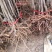 鸡心果苗山东临沂基地发苗品种纯正欢迎订苗