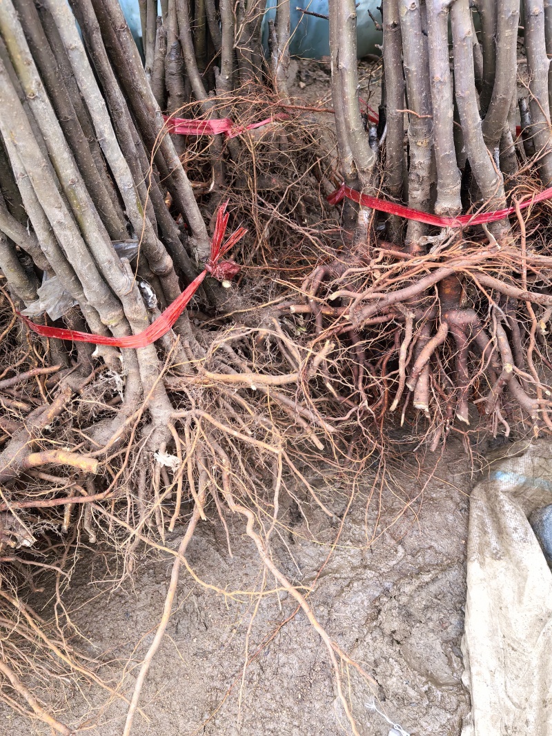 鸡心果苗山东临沂基地发苗品种纯正欢迎订苗