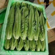 A级油麦菜泡沫箱装