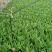A级油麦菜泡沫箱装